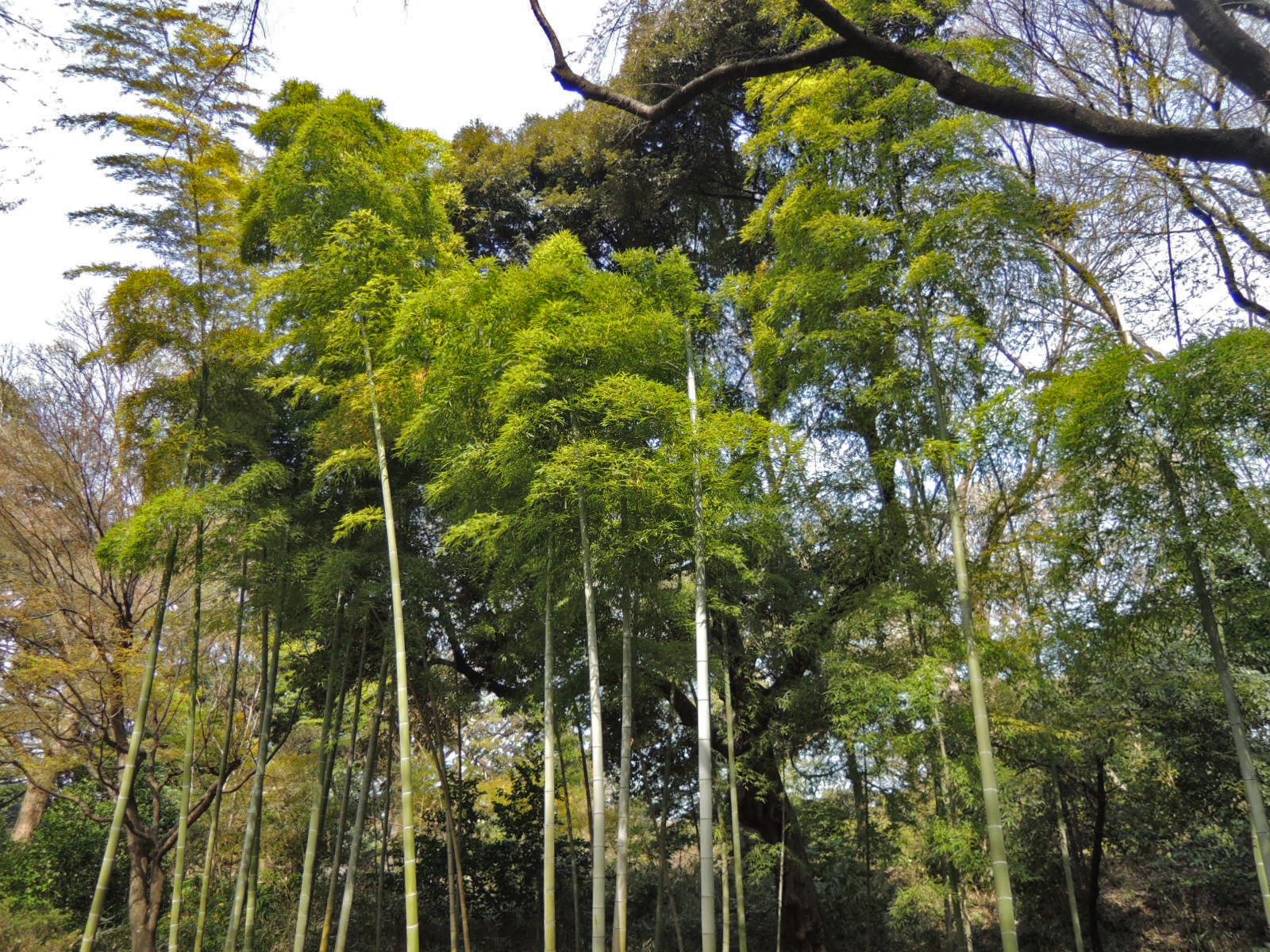 六義園