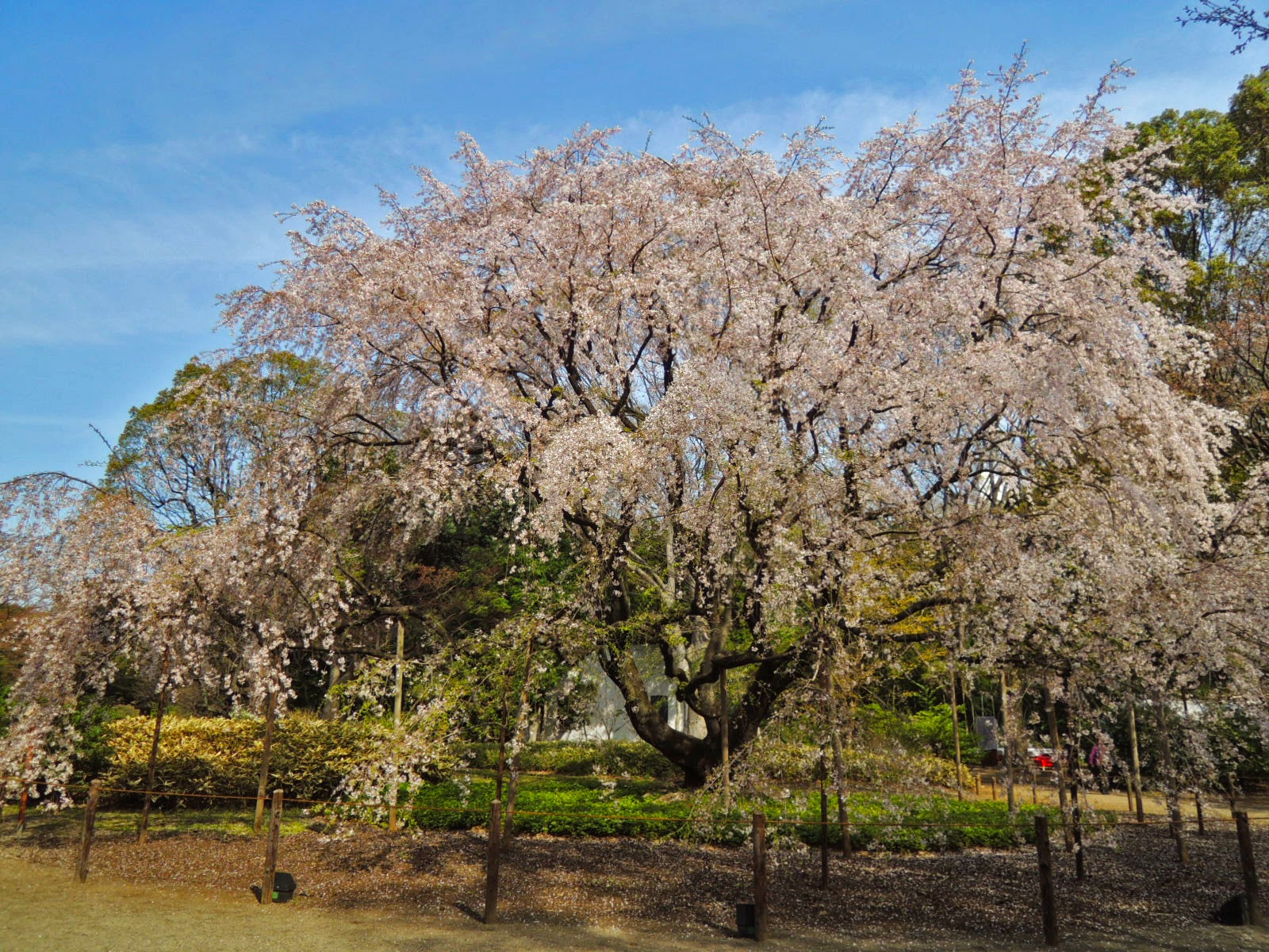 六義園/しだれ桜/tokyo/tokyodorive
