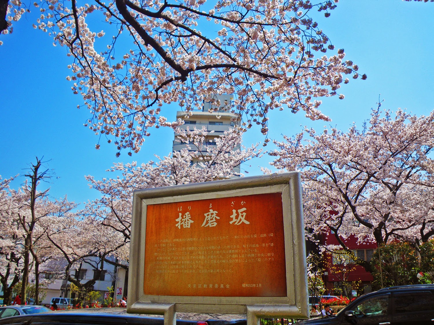 桜 播磨坂 Cherry Blossoms in Harimazaka