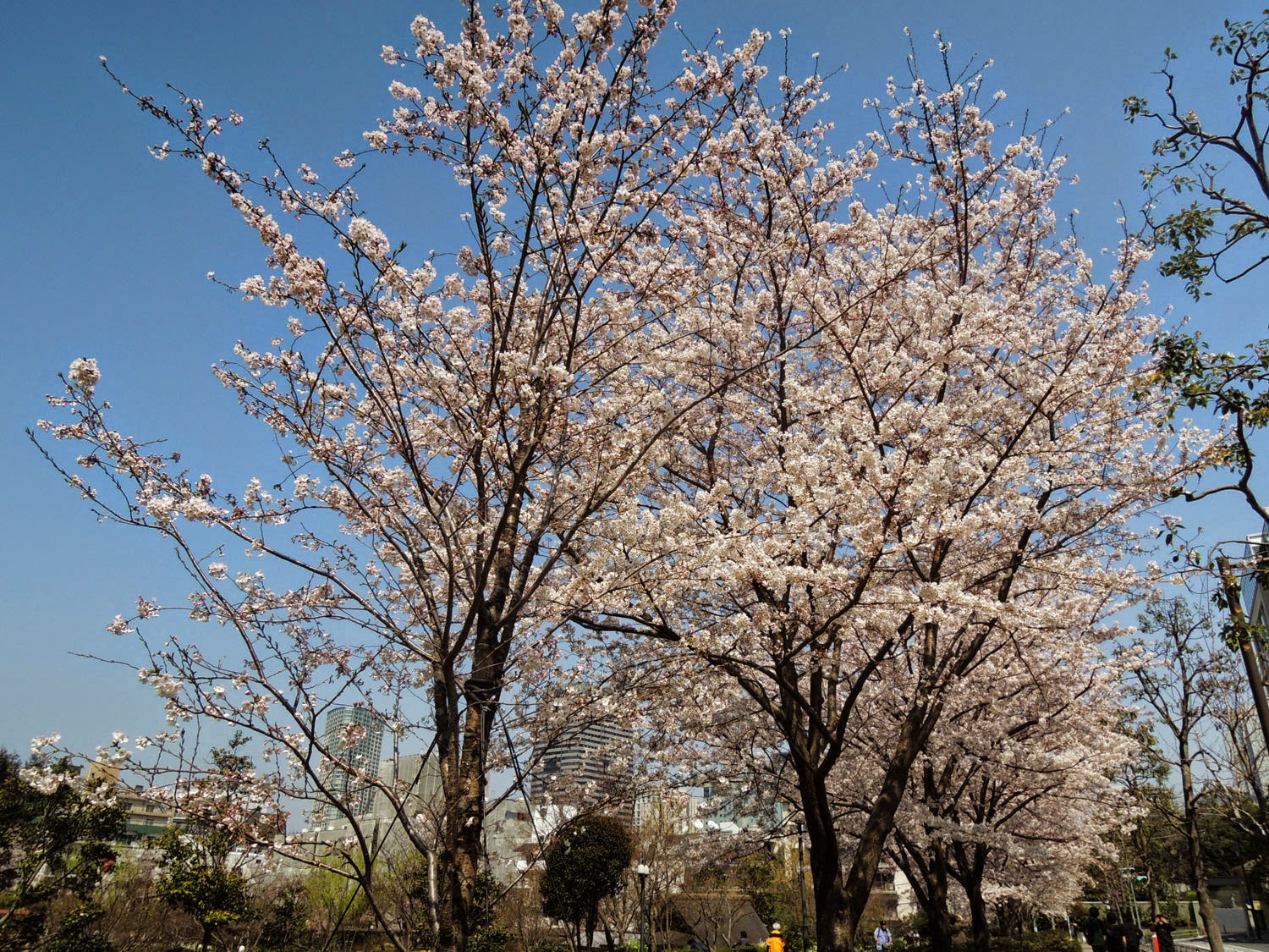 MIDTOWN BLOSSOM 2015