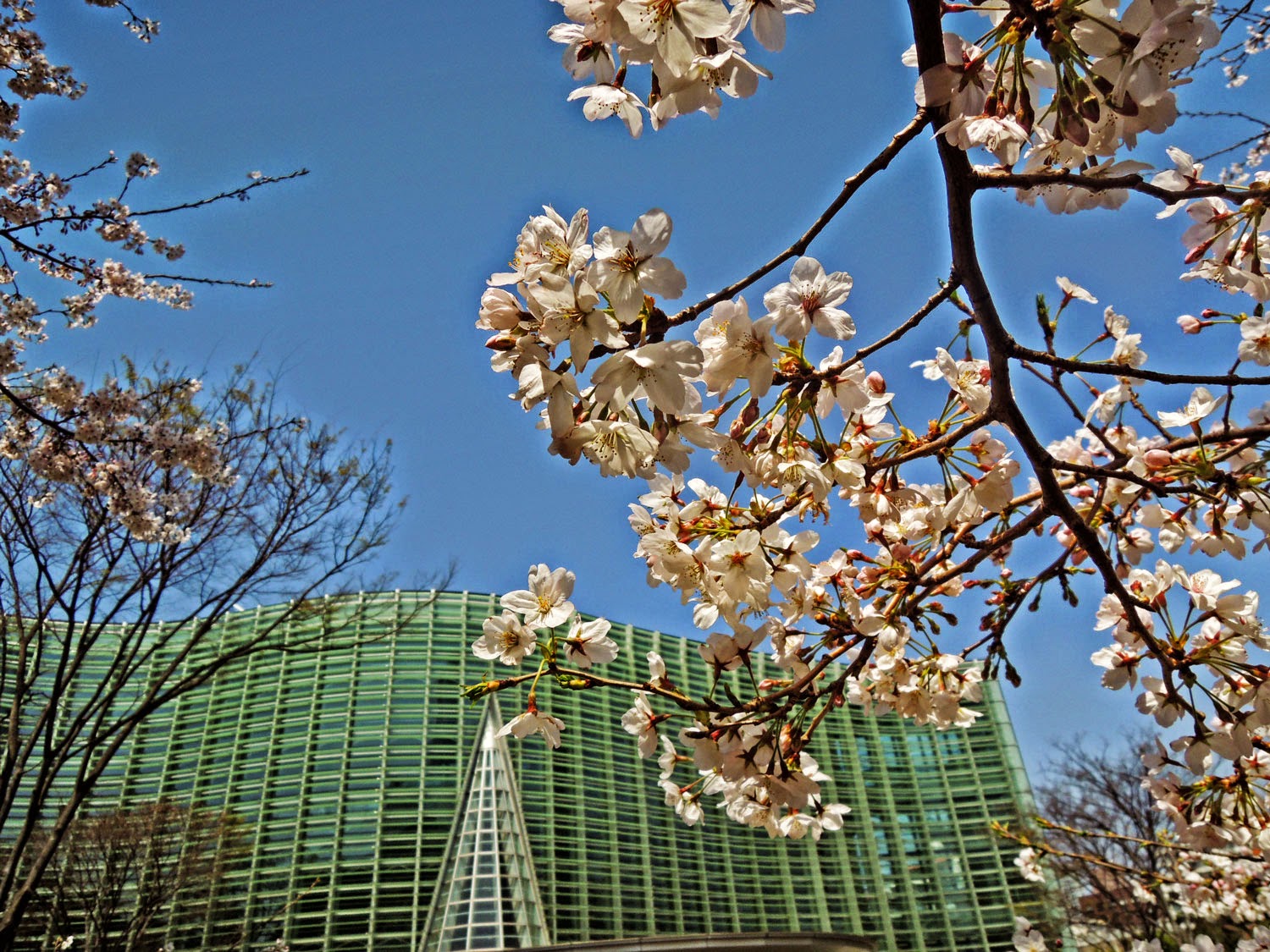 国立新美術館と桜