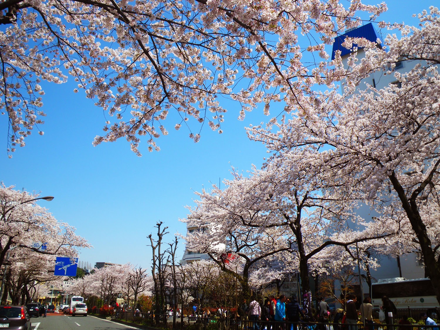 桜　播磨坂 Cherry Blossoms in Harimazaka