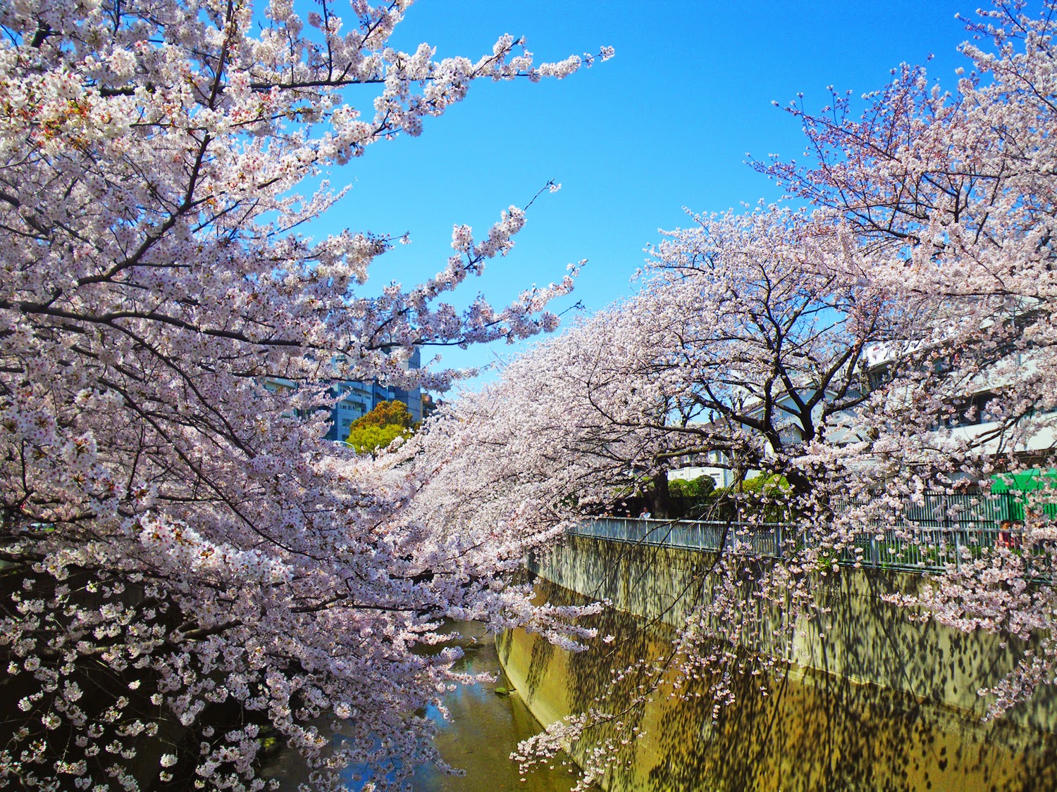 東京観光 神田川桜並木 Cherry Blossoms in kandagawa