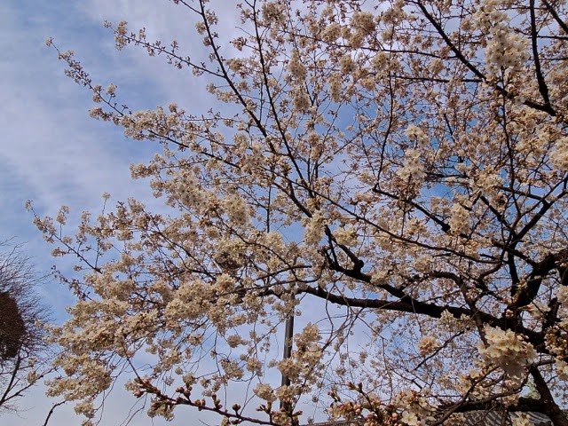 東京観光 千鳥ヶ淵の桜 Cherry Blossoms in Chidorigafuchi