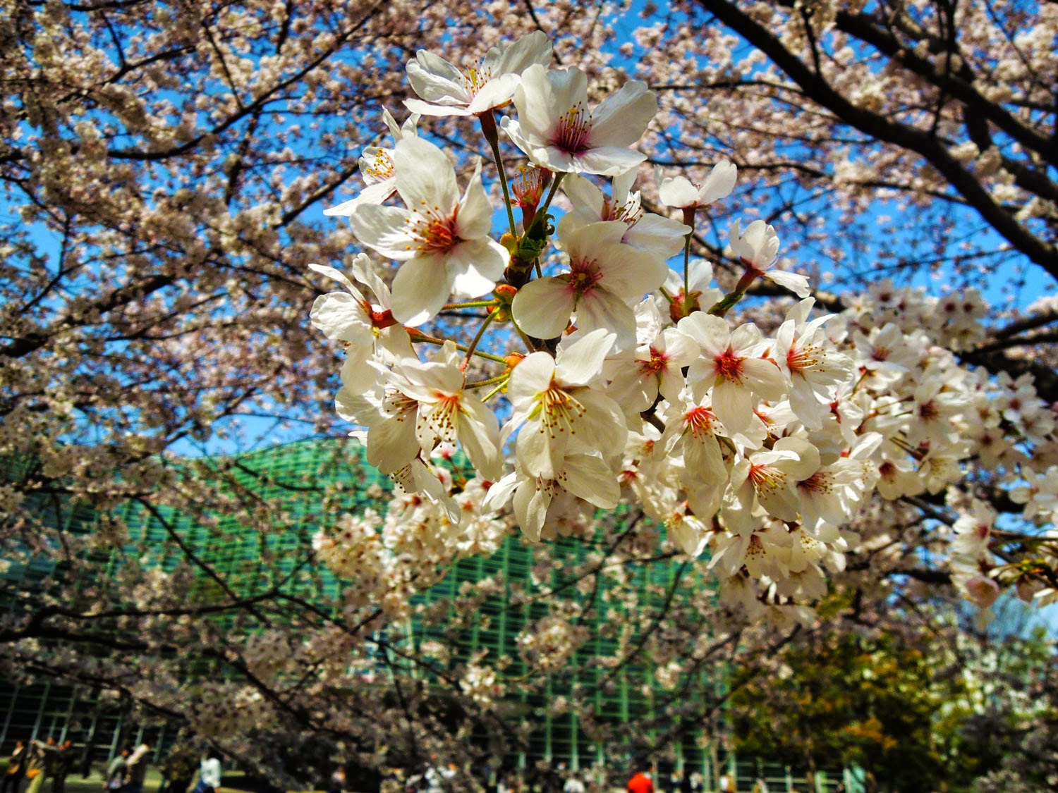 国立新美術館と桜