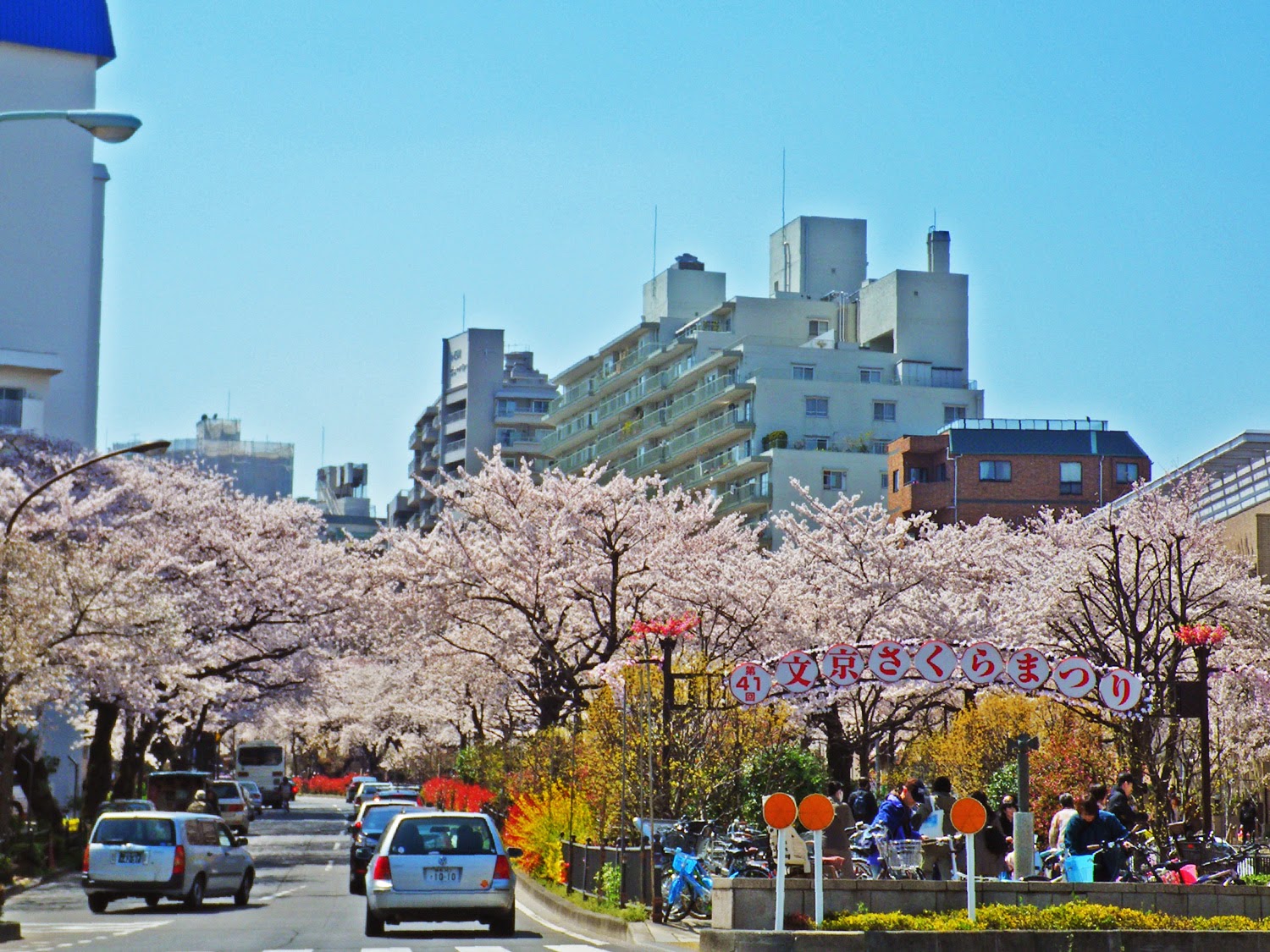 桜　播磨坂 Cherry Blossoms in Harimazaka