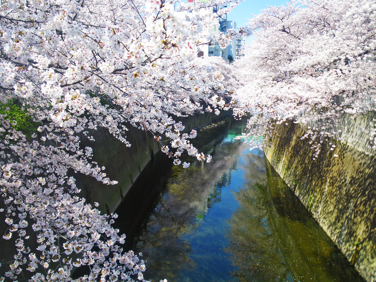 東京観光 神田川桜並木 Cherry Blossoms in kandagawa