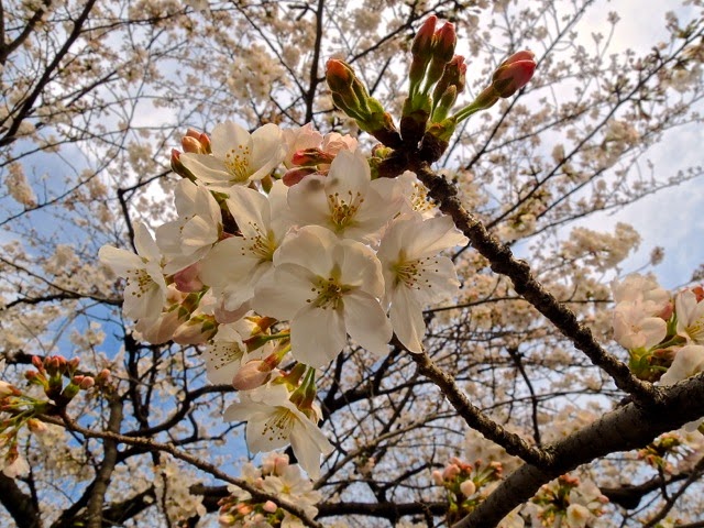 東京観光 千鳥ヶ淵の桜 Cherry Blossoms in Chidorigafuchi