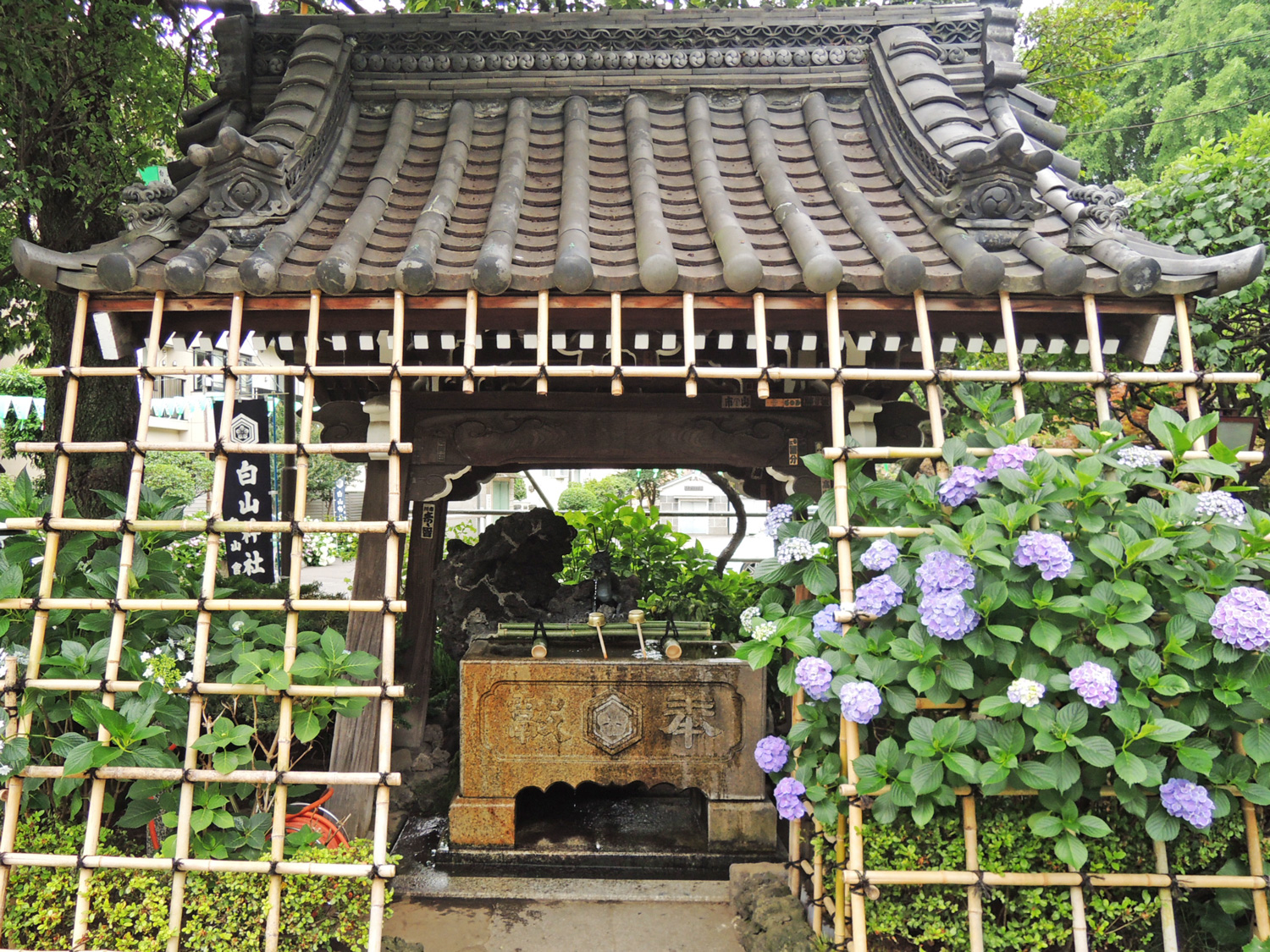 東京観光 文京あじさいまつり