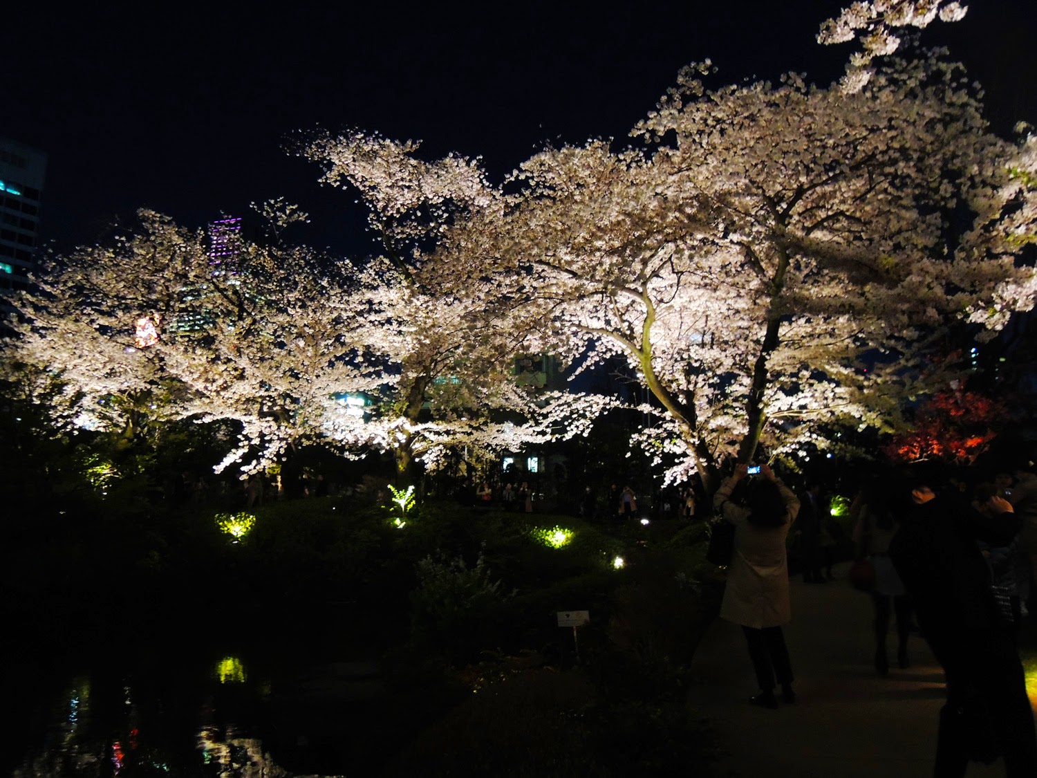 東京観光 毛利庭園の夜桜