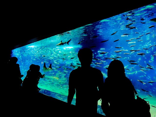 葛西臨海水族園 Tokyo Sea Life Park