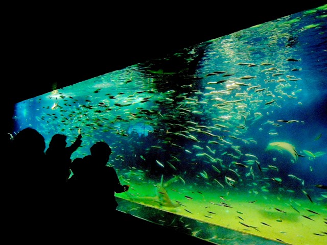 葛西臨海水族園 Tokyo Sea Life Park