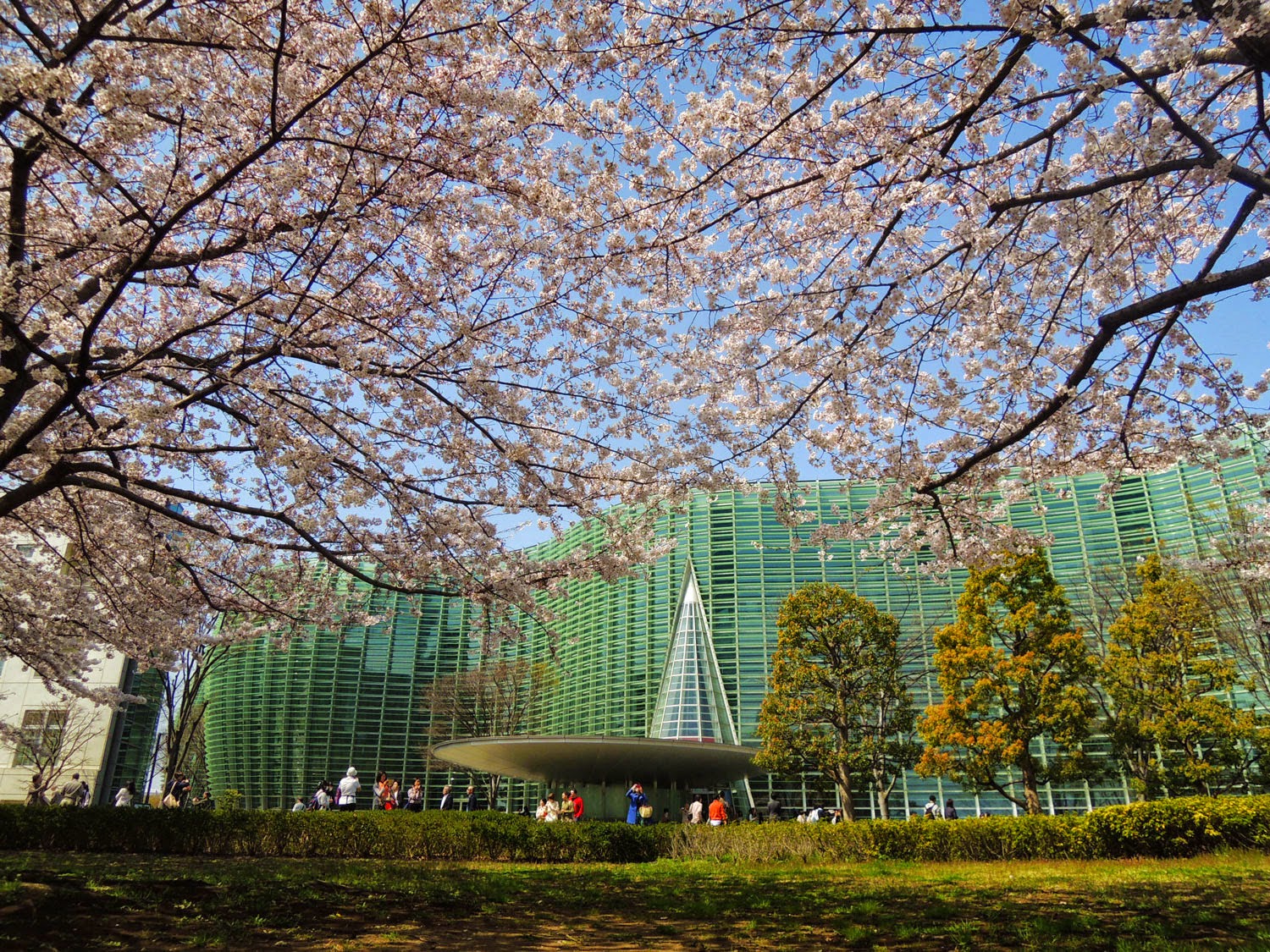 国立新美術館と桜