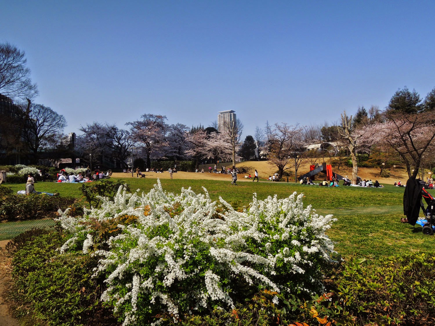 MIDTOWN BLOSSOM 2015