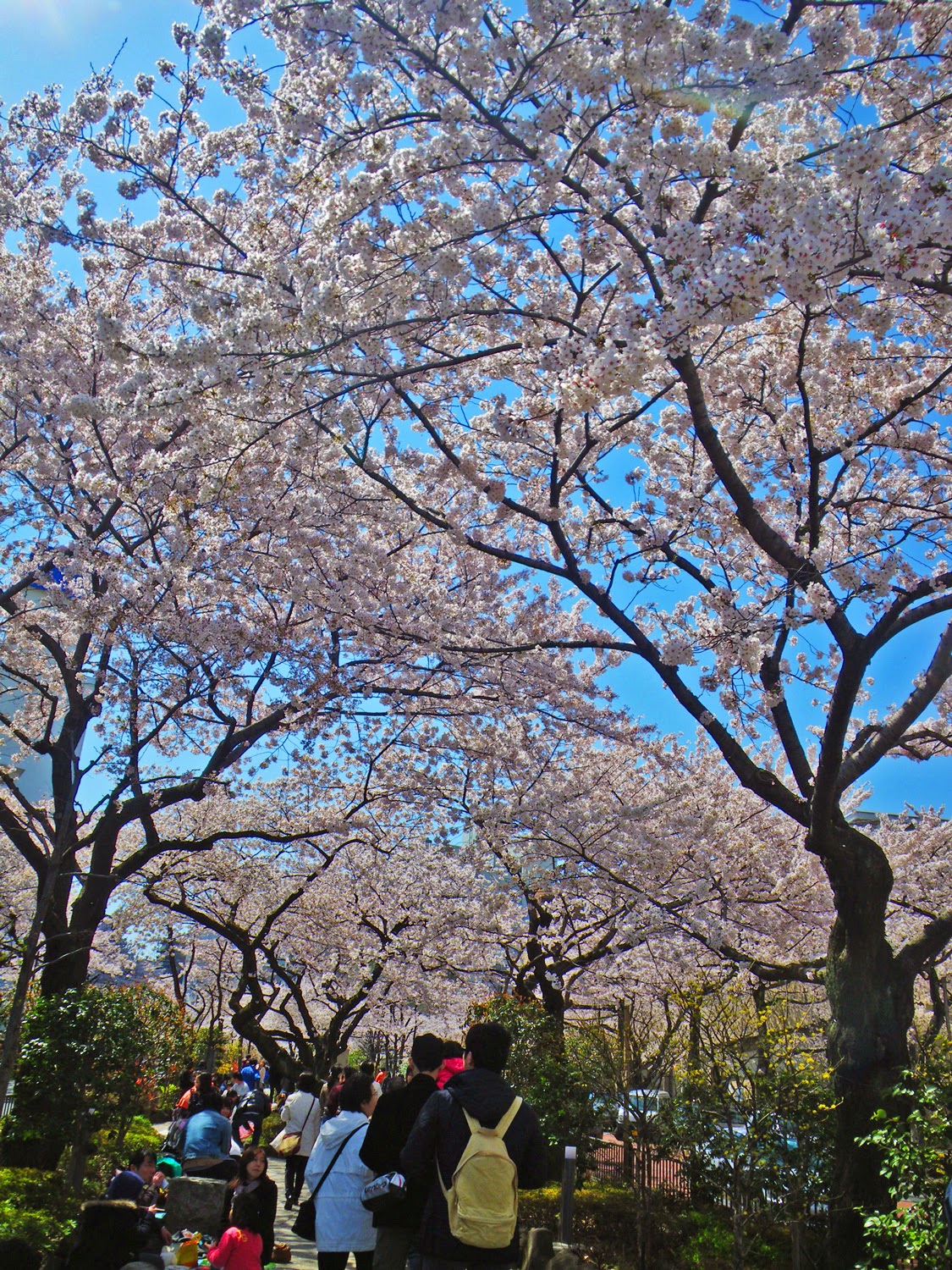 桜　播磨坂 Cherry Blossoms in Harimazaka