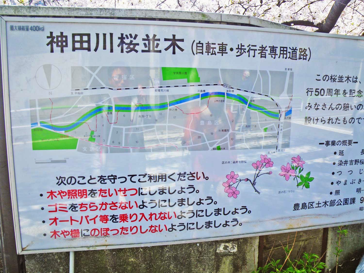 東京観光 神田川桜並木 Cherry Blossoms in kandagawa