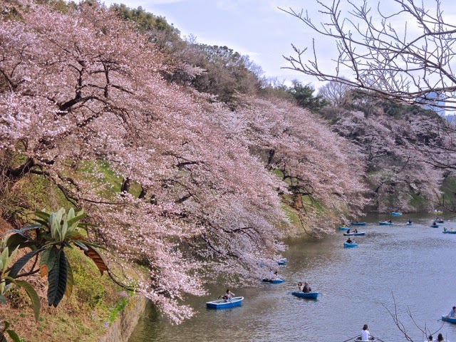 東京観光 千鳥ヶ淵の桜 Cherry Blossoms in Chidorigafuchi