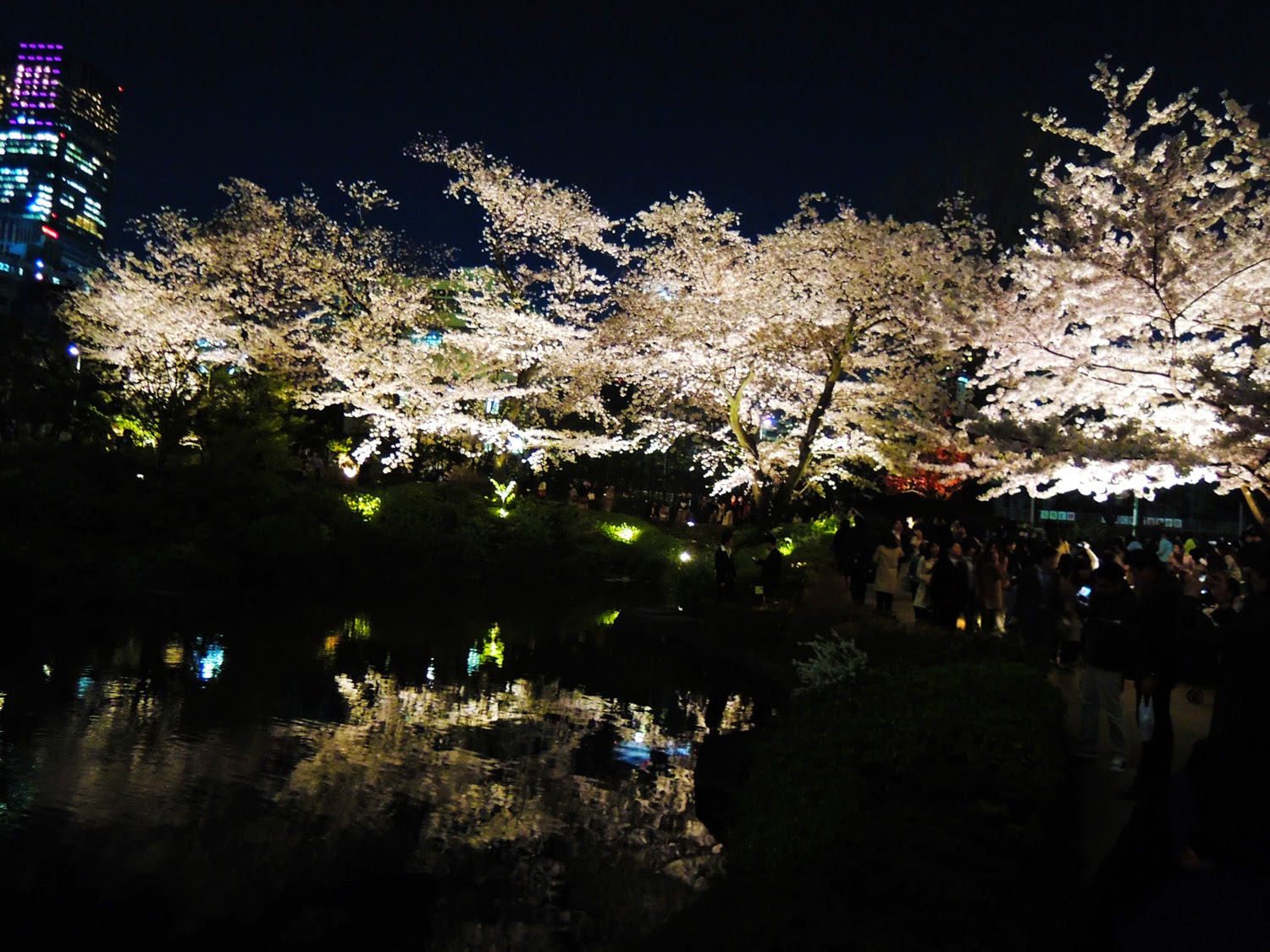 東京観光 毛利庭園の夜桜