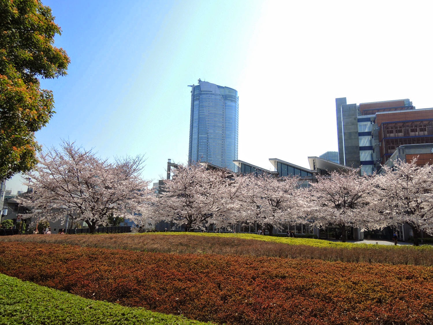 国立新美術館と桜