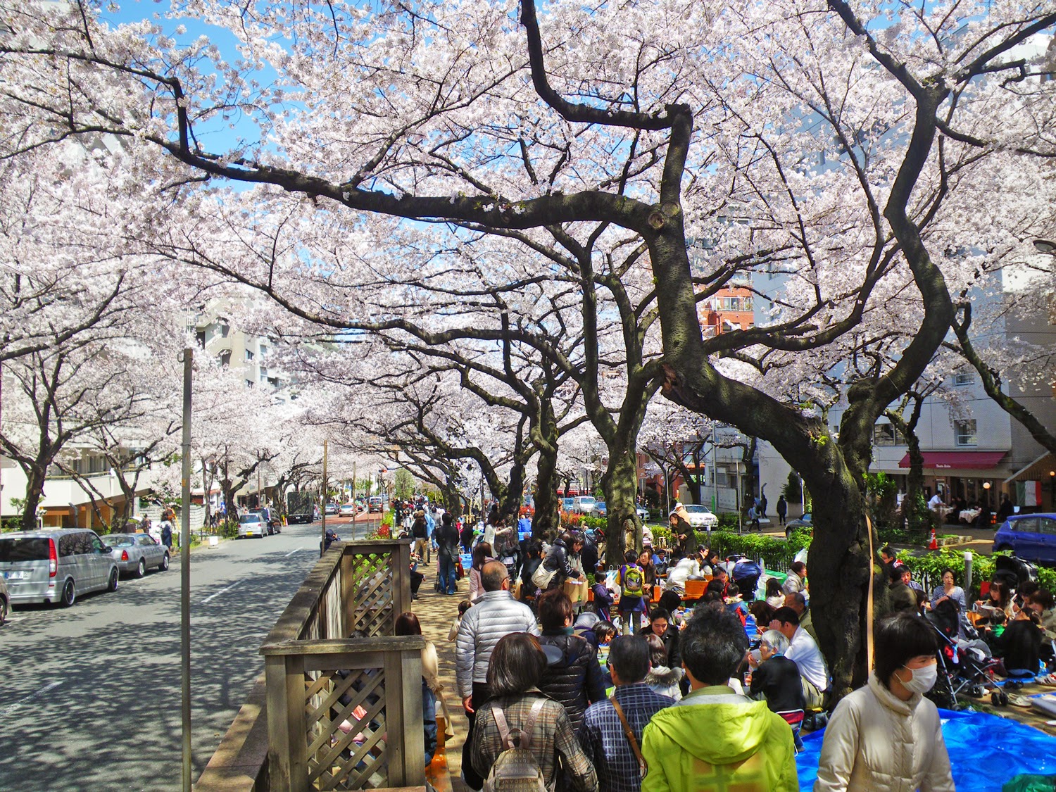 桜　播磨坂 Cherry Blossoms in Harimazaka