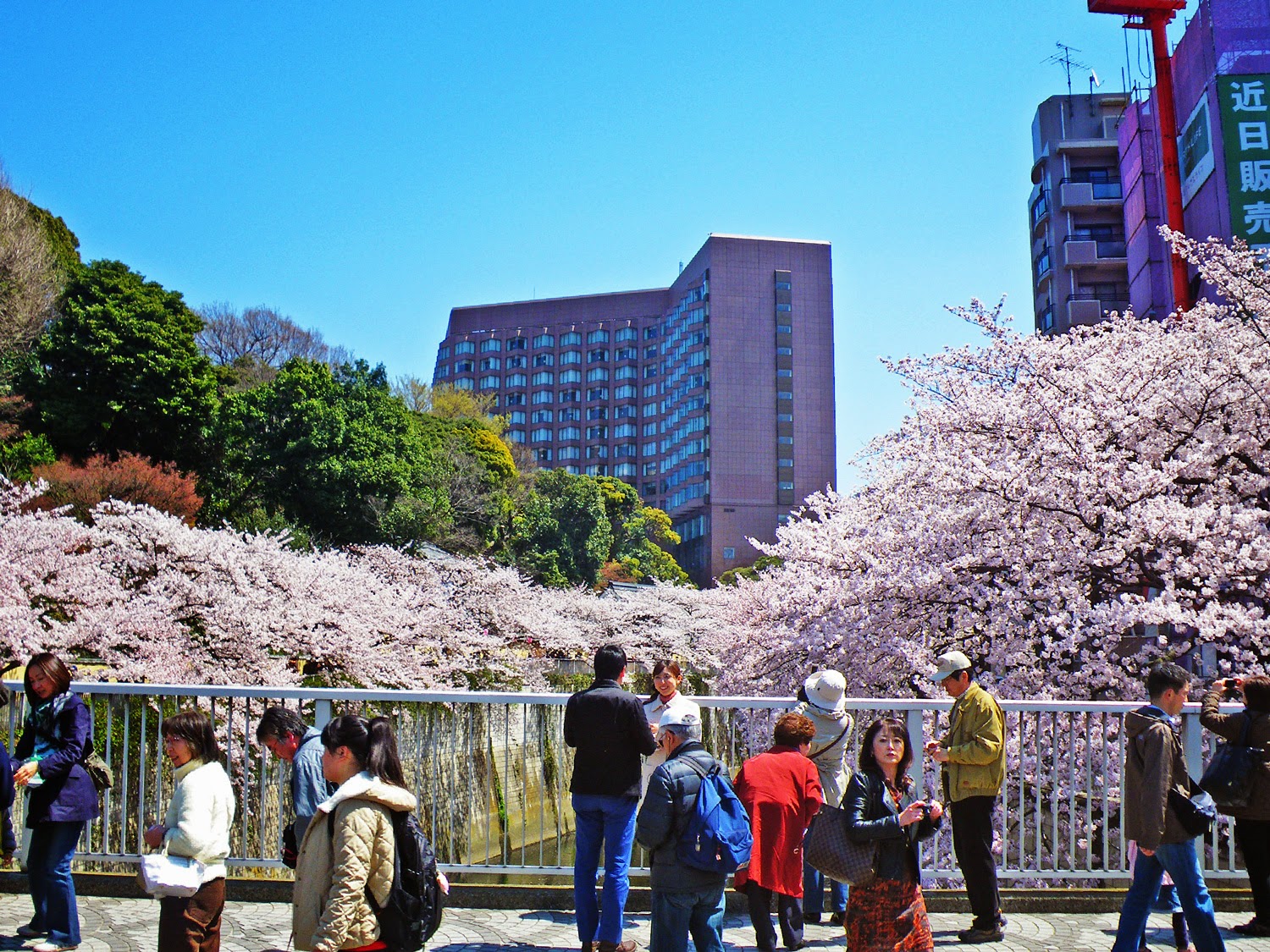 東京観光 神田川桜並木 Cherry Blossoms in kandagawa