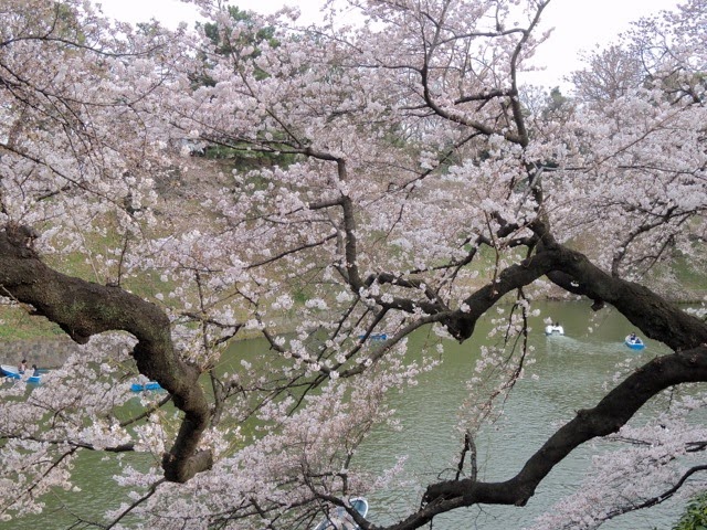 東京観光 千鳥ヶ淵の桜 Cherry Blossoms in Chidorigafuchi