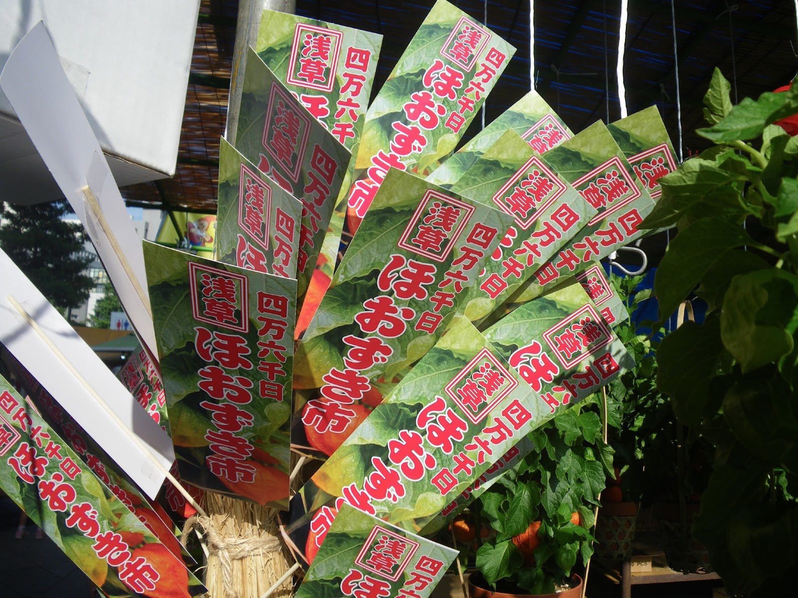 東京観光 浅草ほおずき市 Hozuki market in Asakusa