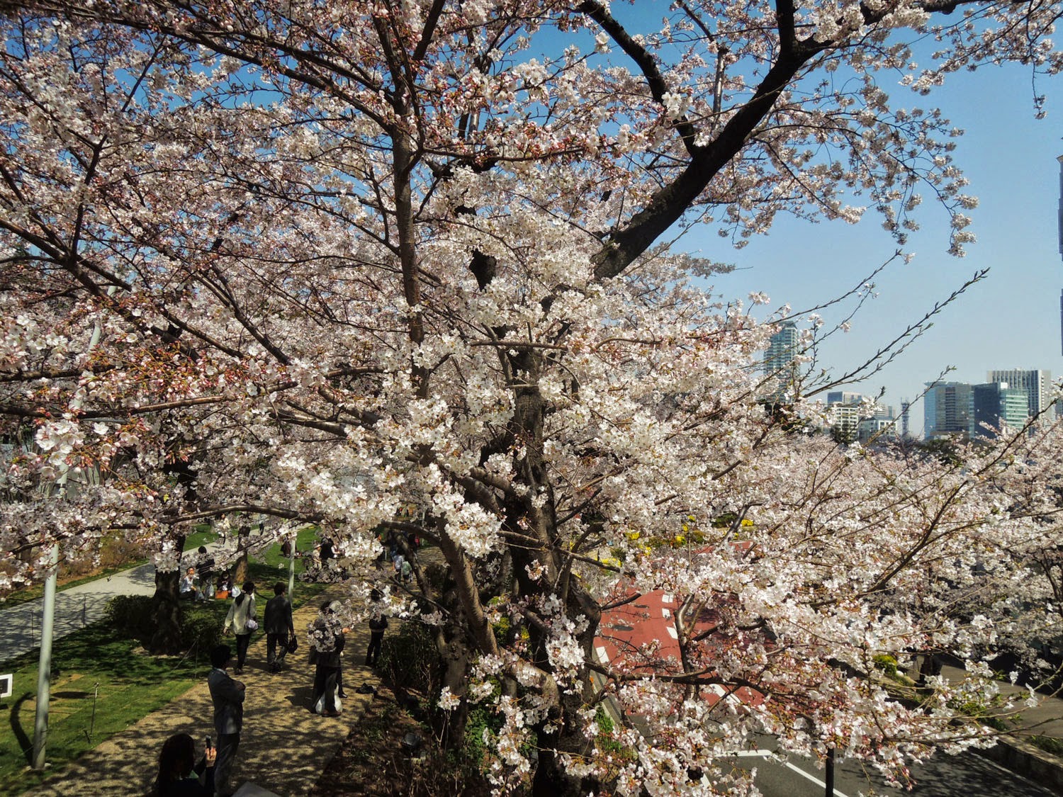 MIDTOWN BLOSSOM 2015