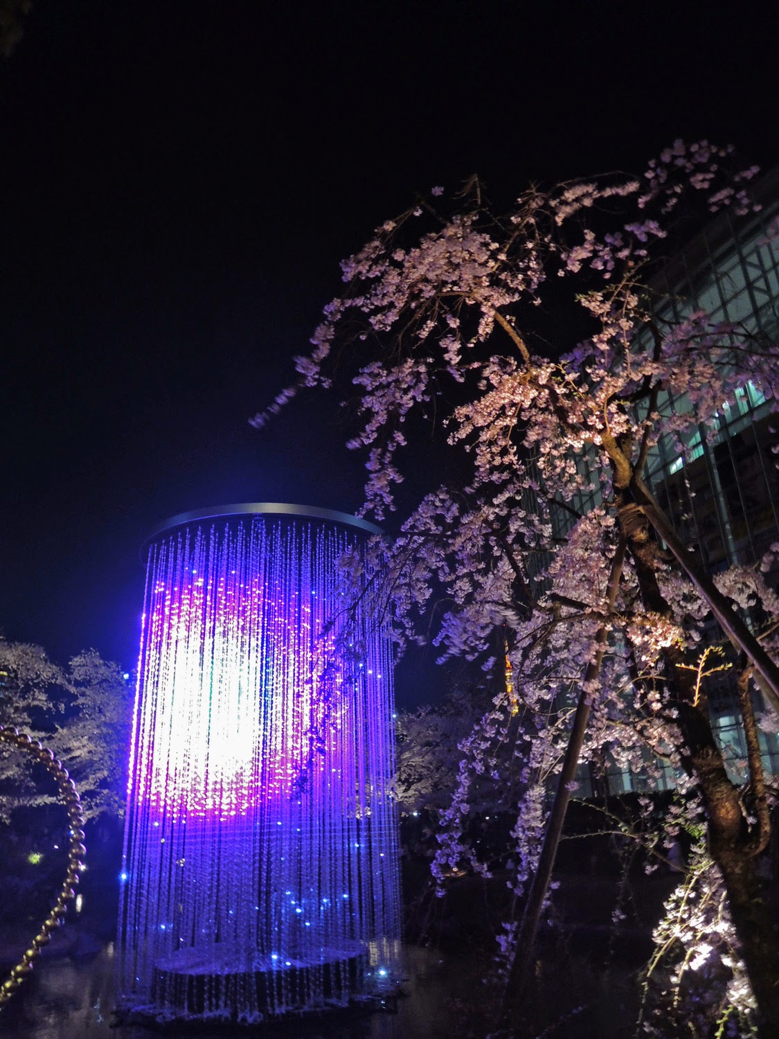 東京観光 毛利庭園の夜桜