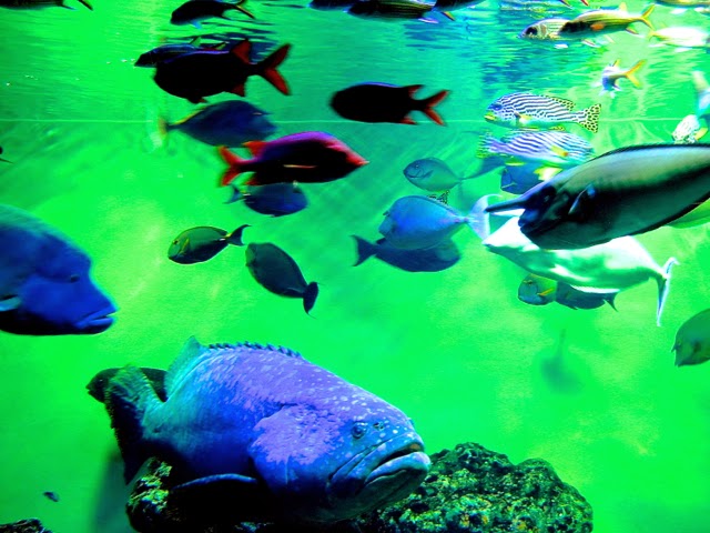 葛西臨海水族園 Tokyo Sea Life Park