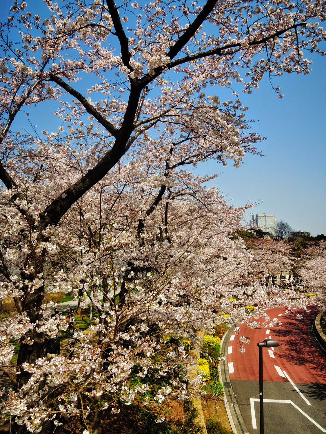 MIDTOWN BLOSSOM 2015