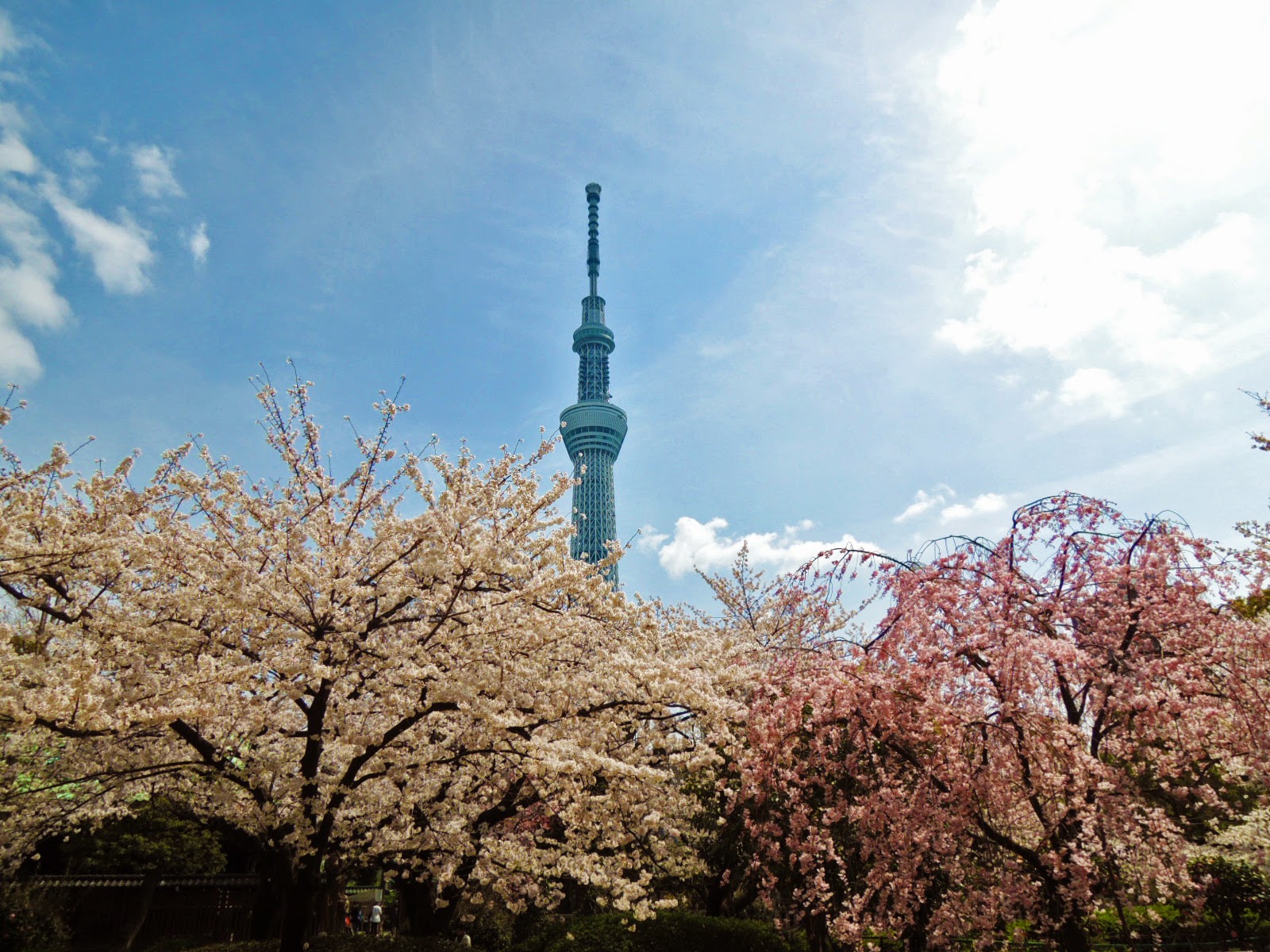 東京観光 墨田公園 Sumida Park