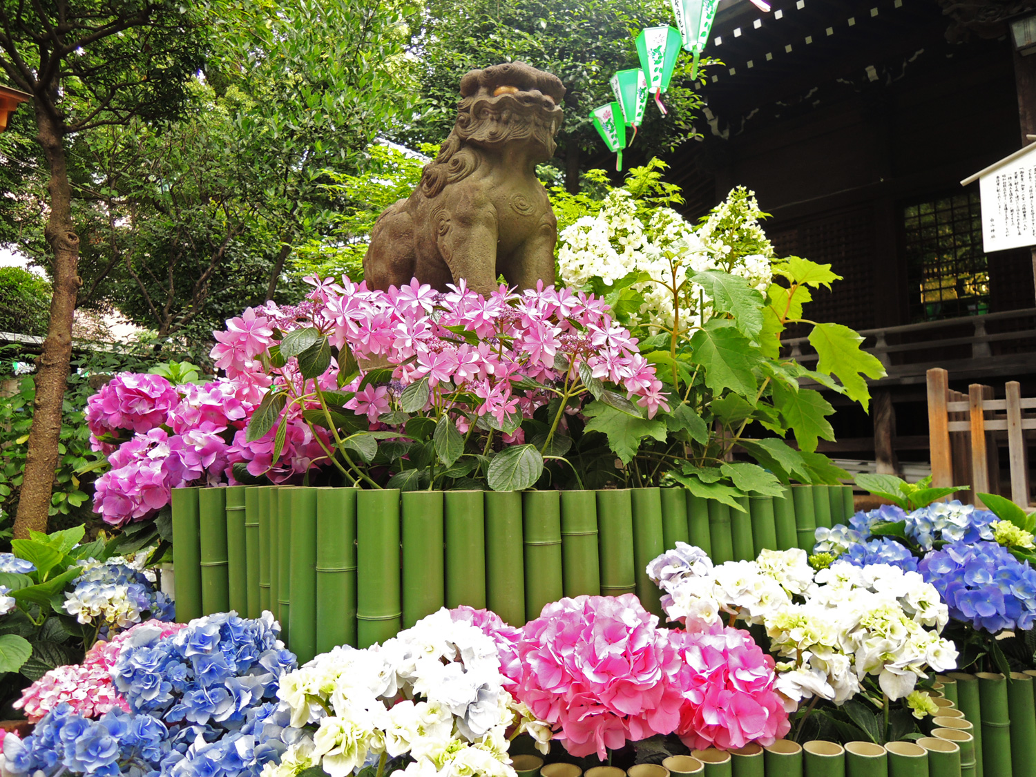 東京観光 文京あじさいまつり