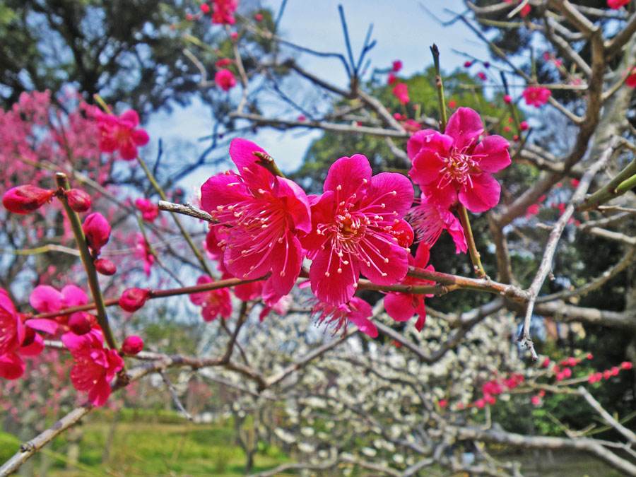 東京観光 小石川後楽園　Koishikawa Korakuen Gardens