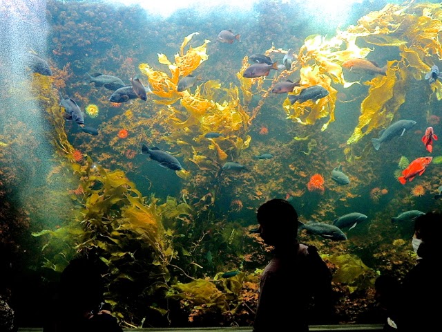 葛西臨海水族園 Tokyo Sea Life Park