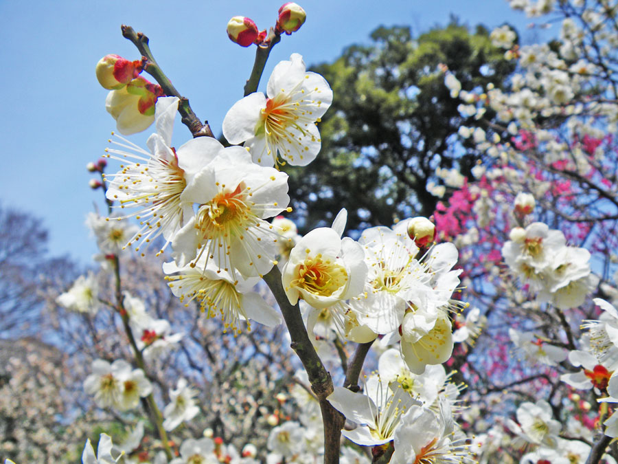 東京観光 小石川後楽園　Koishikawa Korakuen Gardens