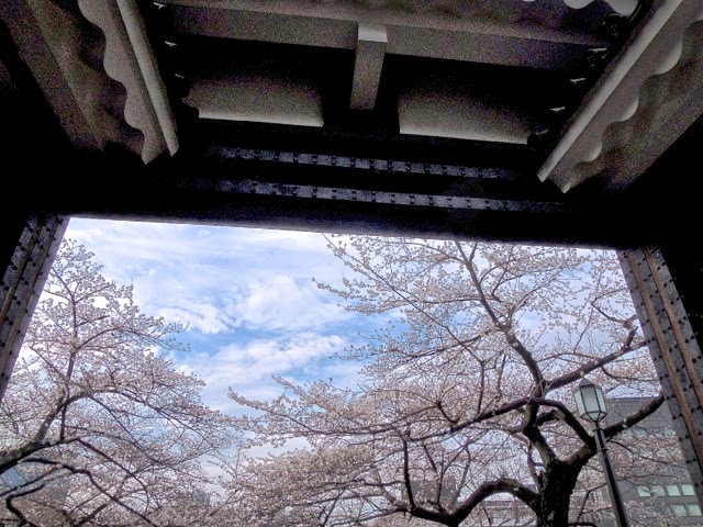 東京観光 千鳥ヶ淵の桜 Cherry Blossoms in Chidorigafuchi