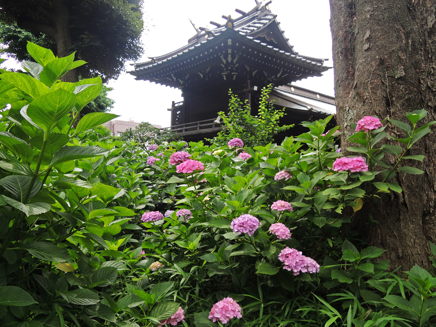 東京観光 文京あじさいまつり