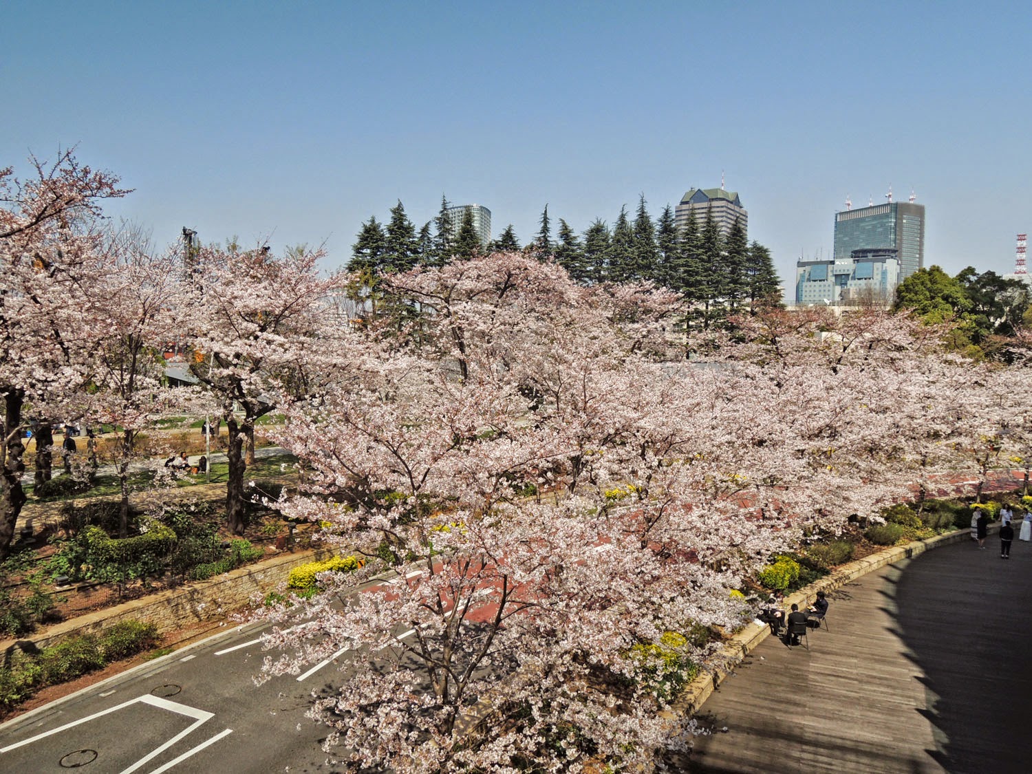 MIDTOWN BLOSSOM 2015