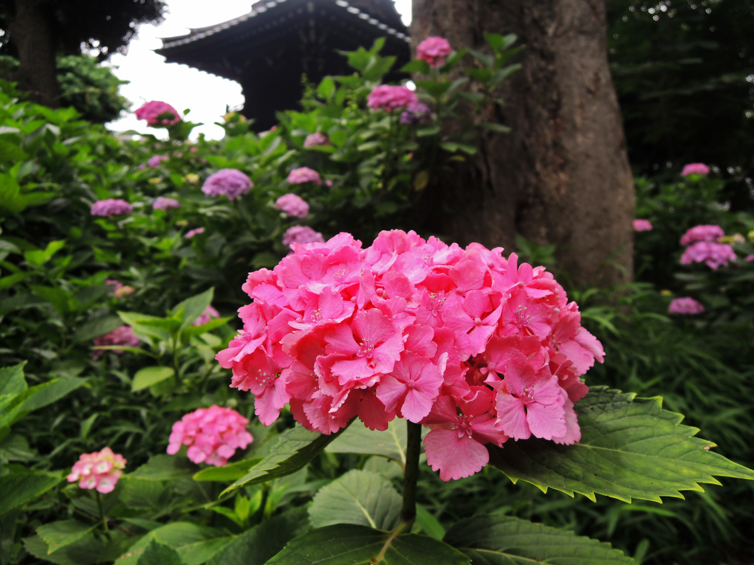 東京観光 文京あじさいまつり