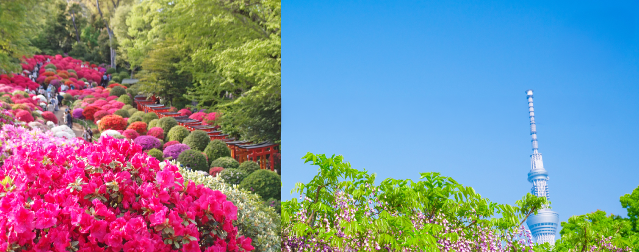 春爛漫　浅草、根津＆亀戸天神コース