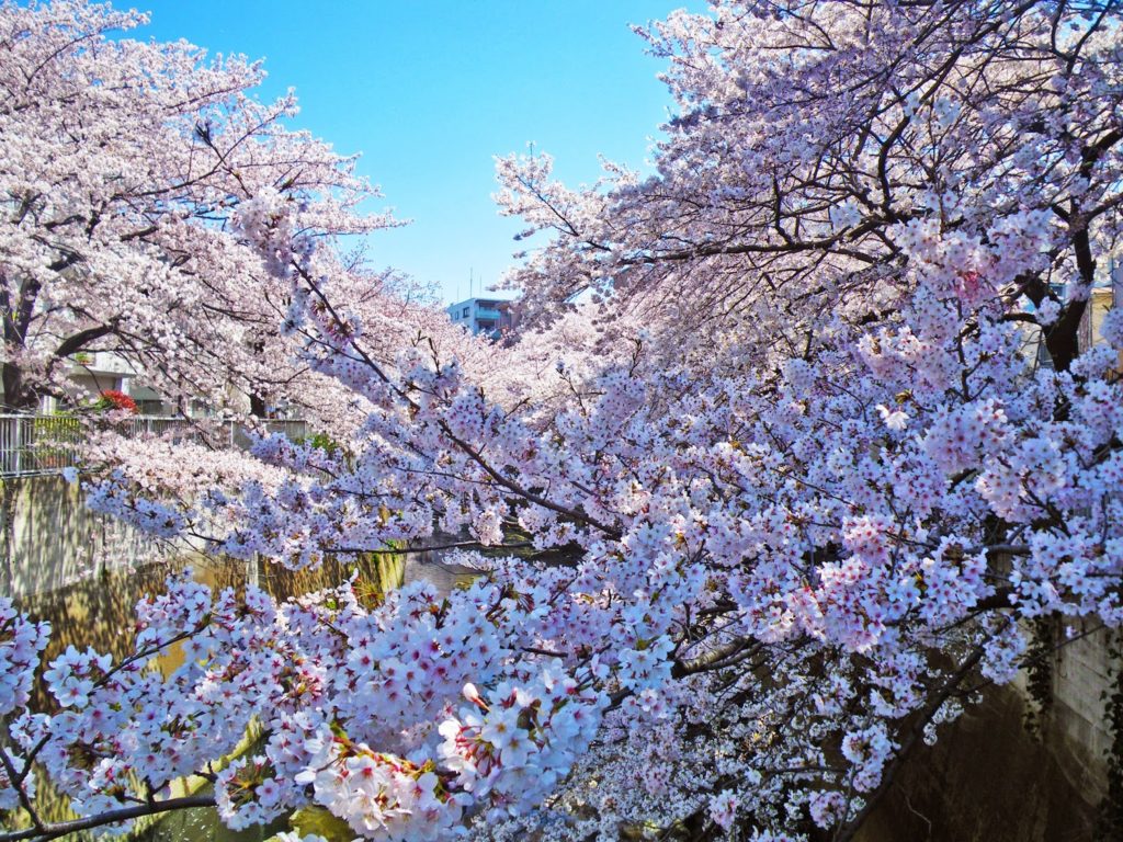 神田川桜並木 Cherry Blossoms in kandagawa | 東京観光をタクシーで