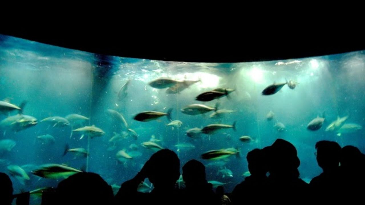 葛西臨海水族園 Tokyo Sea Life Park 東京観光をタクシーで楽しむためのポータルサイト Tokyodrive