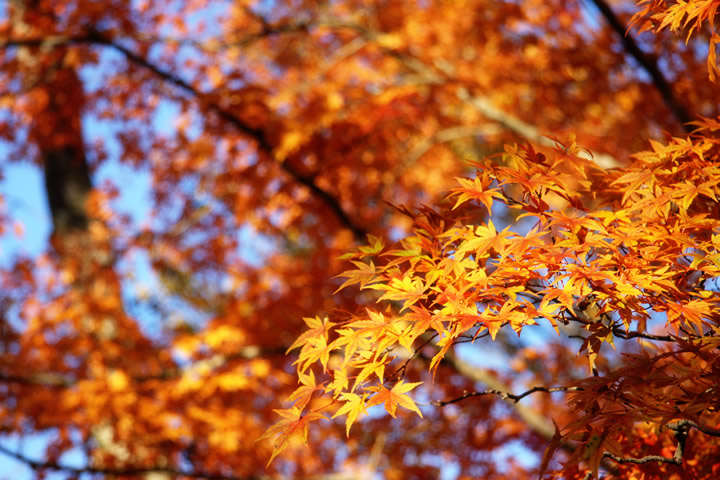 秋におすすめ イベントと紅葉を楽しむ5時間コース 東京観光をタクシーで楽しむためのポータルサイト Tokyodrive 秋におすすめ イベントと紅葉を楽しむ5時間コース 東京観光をタクシーで楽しむためのポータルサイト Tokyodrive