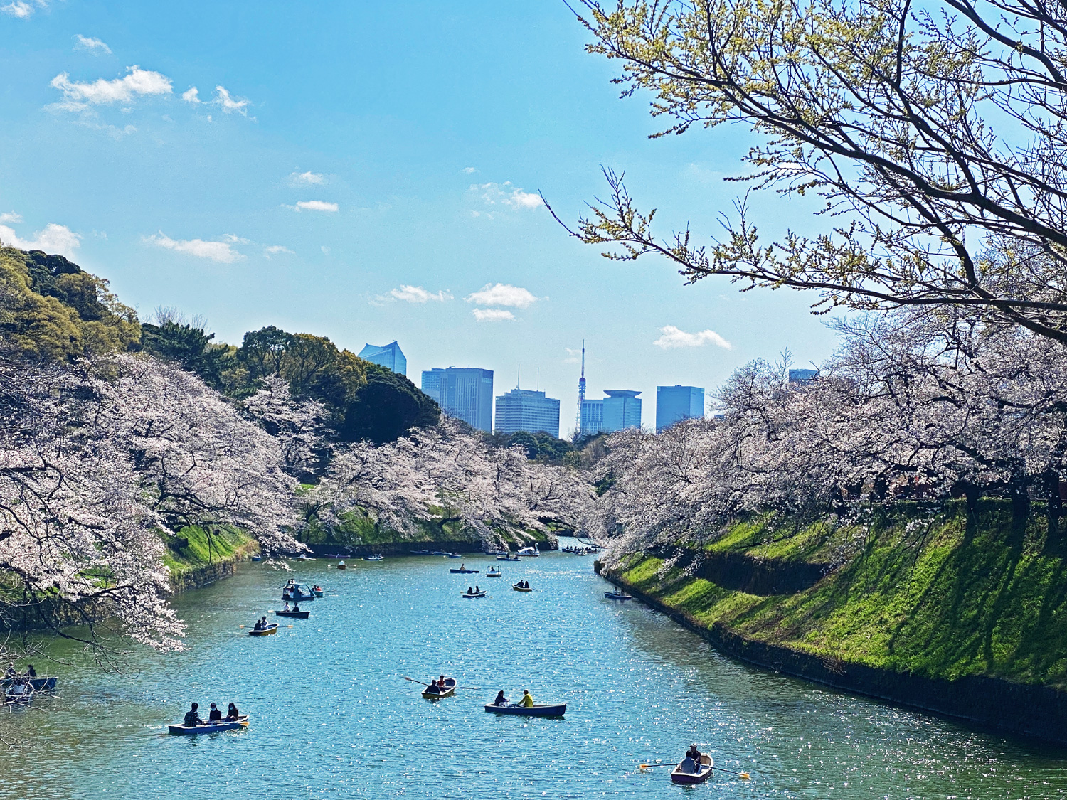お花見 江戸東京桜の名所めぐり 観光タクシー東京花見スポットめぐり 東京観光をタクシーで楽しむためのポータルサイト Tokyodrive