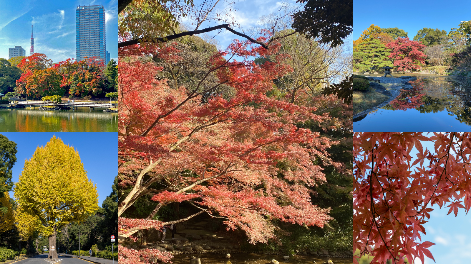 秋におすすめ！「東京の紅葉庭園ツアー」