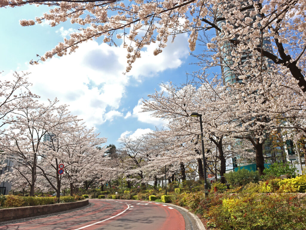 東京観光お花見タクシー「東京ミッドタウンの桜」