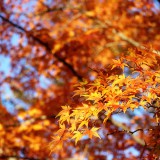 秋におすすめ！「東京の紅葉庭園ツアー」