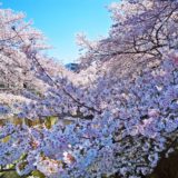 神田川桜並木 Cherry Blossoms in kandagawa【タクシーで巡る東京観光】